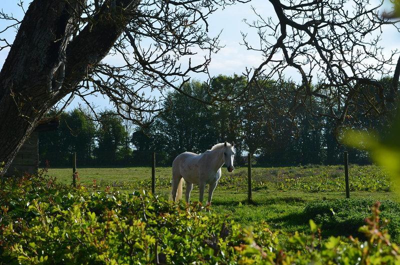 La Ferme Du Bois Quesnoy Bed and Breakfast Saint-Pol-sur-Ternoise Εξωτερικό φωτογραφία